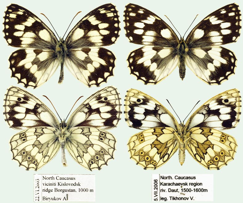 Melanargia galathea